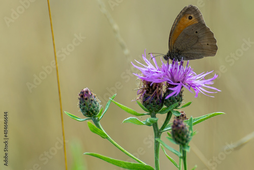 Motyl Przestrojnik jurtina (Maniola jurtina), pijący nektar z chabra driakiewnika (Centaurea scabiosa). Jasne słoneczna rozmyte tło.