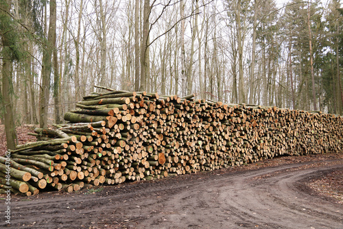 viele Baumstämme lagern nach der Holzernte am Waldweg