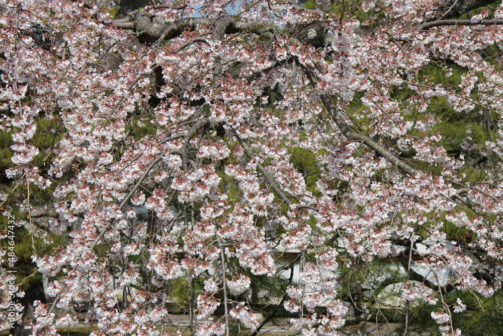 cherry tree at the garden of the imperial palace (kyoto-gosho) in kyoto (japan) cherry tree at the garden of the imperial palace (kyoto-gosho) in kyoto (japan)