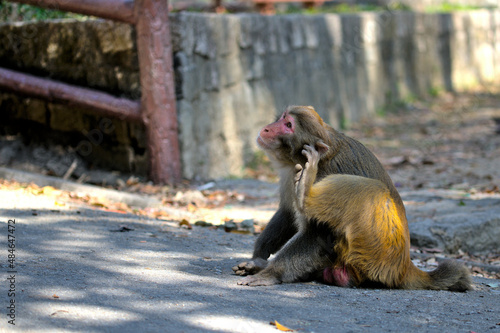 monkey