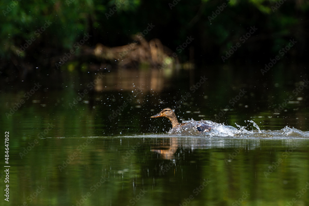 Rozpędzająca się na wodzie kaczka krzyżówka (Anas platyrhynchos) rozchlapuje wodę.  - obrazy, fototapety, plakaty 