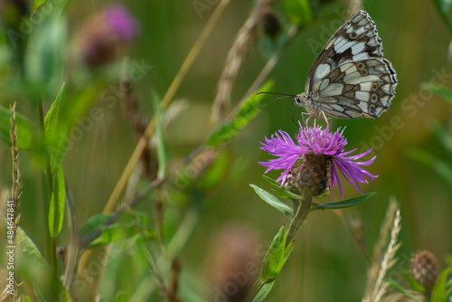 Lewy profil motyla polowca szachownicy (Melanargia galathea syn. Agapetes galathea), pijącego nektar z chabra. Polska wieś w lecie, słoneczny dzień.