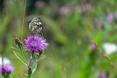 Prawy profil motyla polowiec szachownica (Melanargia galathea syn. Agapetes galathea) podczas picia nektaru przez trąbkę (kapilara). Polsak łąka latem, Chaber driakiewnik (Centaurea scabiosa L.).