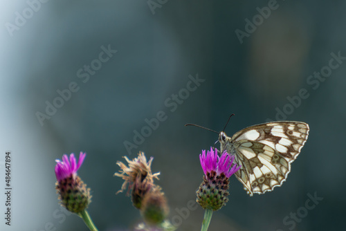 Motyl polowiec szachownica (Melanargia galathea syn. Agapetes galathea) korzystając z kapilary (trąbki) pije nektar z chabra driakiewnika (Centaurea scabiosa L.) przy okazji go zapylając. 