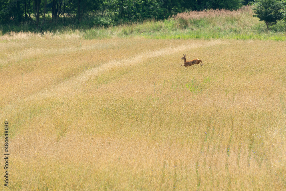 Naklejka premium Skok sarny (Capreolus) nad złotym dojrzałym zbożem, dzika przyroda.