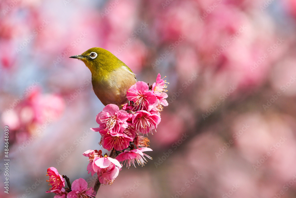 満開の梅の花に止まるメジロ