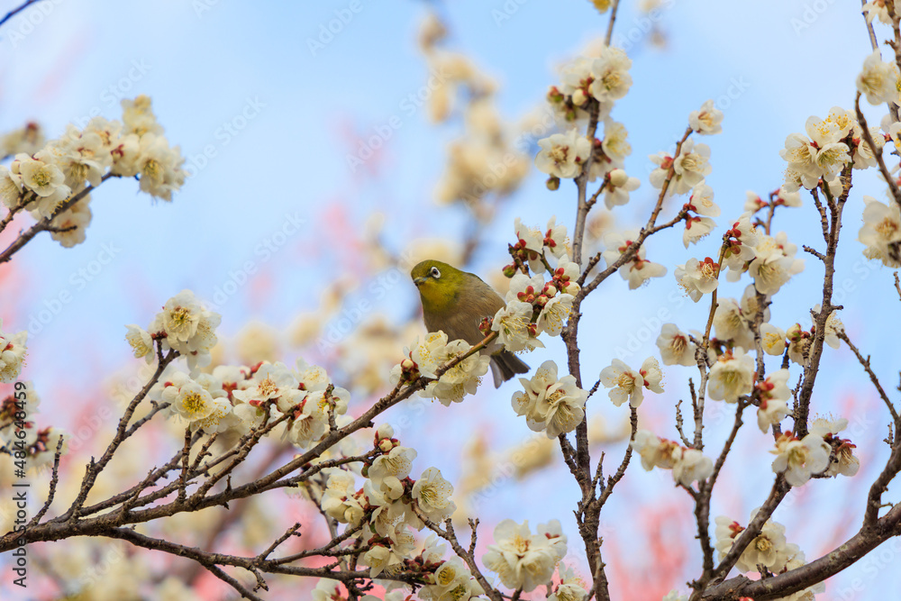 満開の梅の花に止まるメジロ 満開の梅の花に止まるメジロ