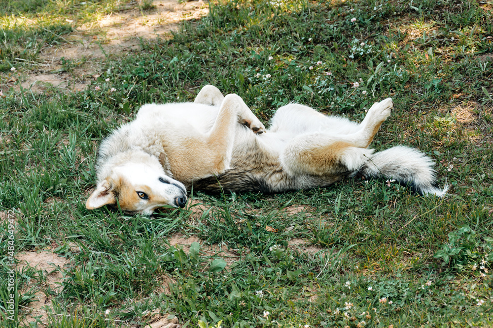 Beautiful domestic Siberian dog on the summer grass Beautiful domestic Siberian dog on the summer grass