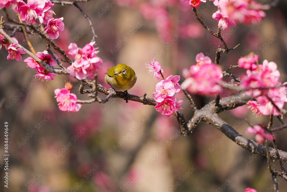 満開の梅の花に止まるメジロ