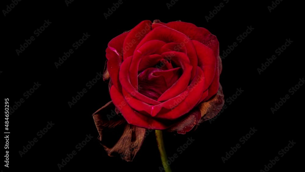 Red Rose Blooming in Time Lapse. Tender Flower Moving Petals in Fast Motion on a Black Background and Wilting to Dry Plant Red Rose Blooming in Time Lapse. Tender Flower Moving Petals in Fast Motion on a Black Background and Wilting to Dry Plant