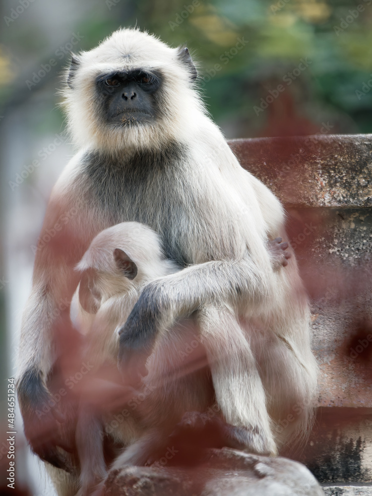 Obraz premium portrait of a indian langur with baby