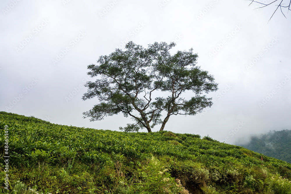 tree in the fog, inside a tea garden in Darjeeling, India tree in the fog, inside a tea garden in Darjeeling, India