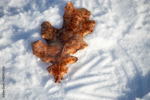 leaf in the snow