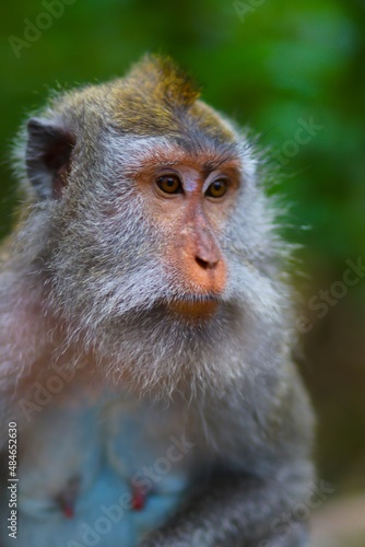 portrait of a macaque © Marius