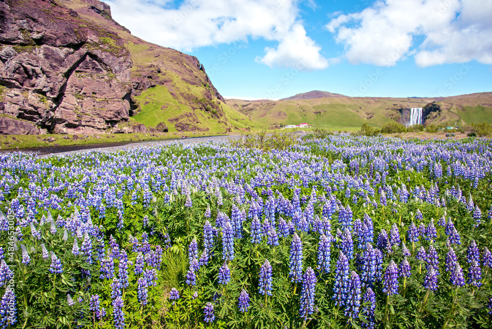 Magical majestic dramatic scenic landscape with lupine flowers on background of waterfall Skogafoss in Iceland. Exotic countries. Amazing places.