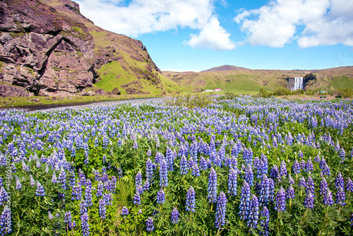 Obraz na płótnie Magical majestic dramatic scenic landscape with lupine flowers on background of waterfall Skogafoss in Iceland. Exotic countries. Amazing places. w salonie