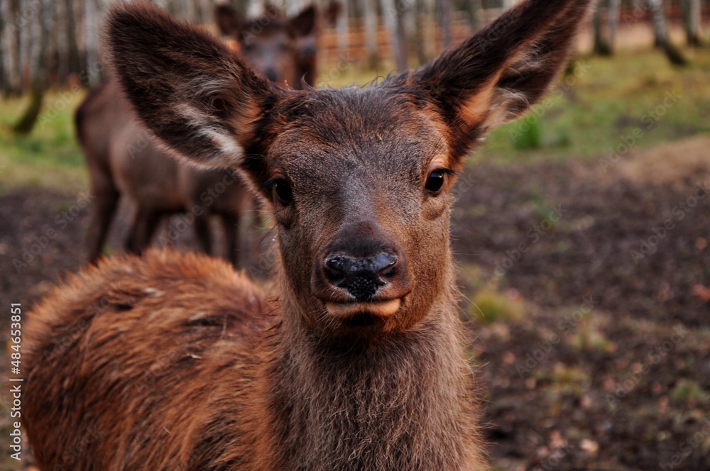 Fototapeta premium Animals - traditionally (since Aristotle) distinguished category of organisms, currently considered as a biological kingdom.