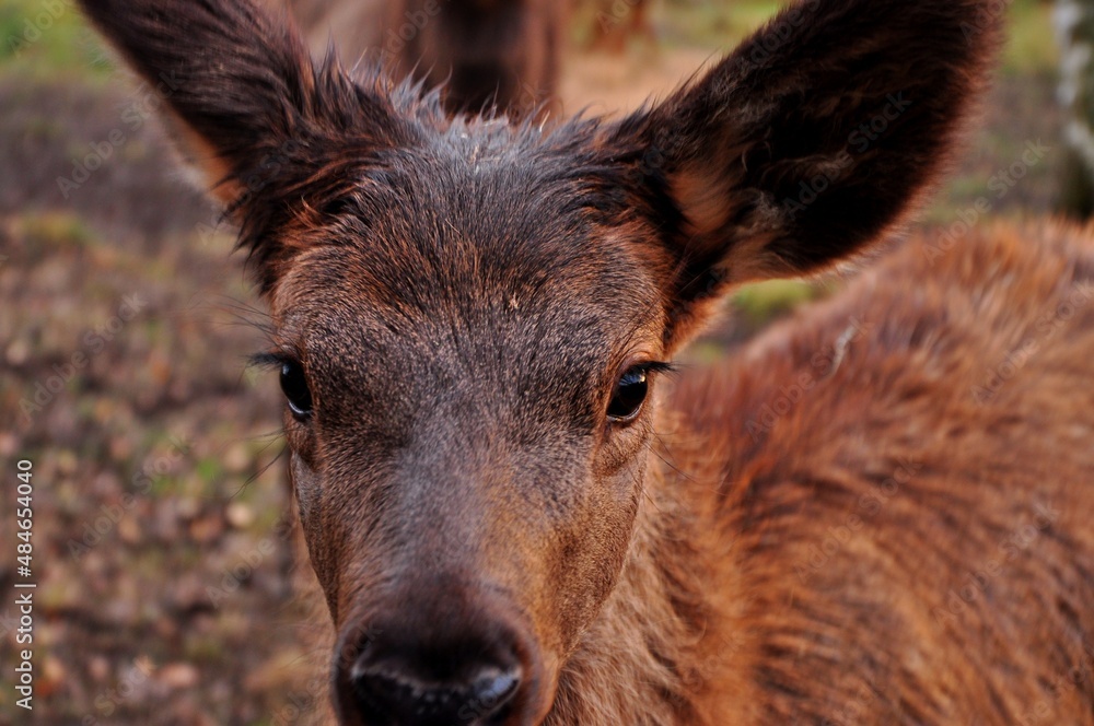 Animals - traditionally (since Aristotle) distinguished category of organisms, currently considered as a biological kingdom. Animals - traditionally (since Aristotle) distinguished category of organisms, currently considered as a biological kingdom.