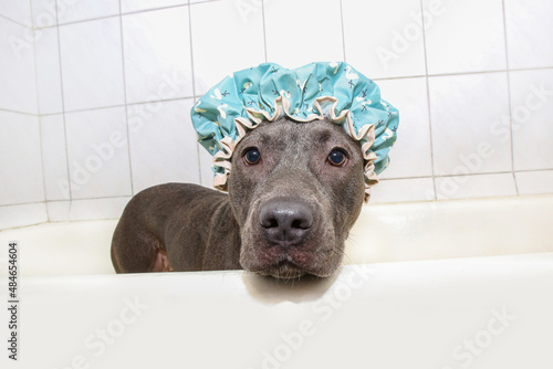 an Amstaff dog in a shower cap is standing in the bath