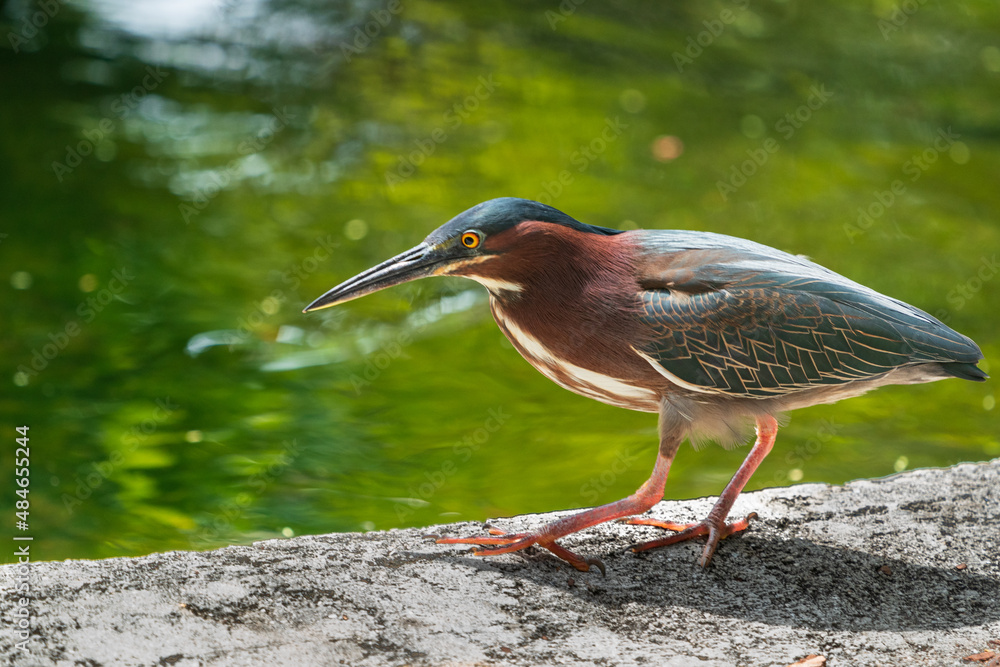 Fototapeta premium The green heron (Butorides virescens)