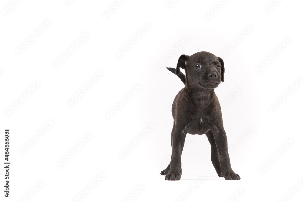 Patterdale terrier puppy on white background
