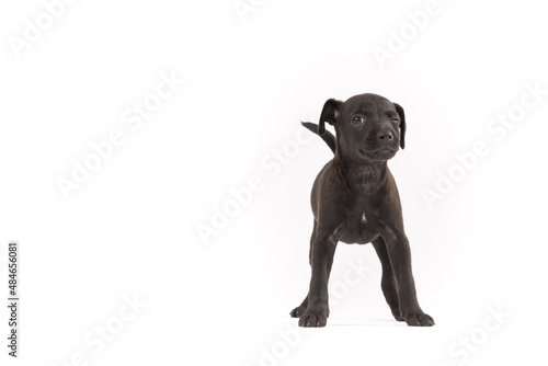 Patterdale terrier puppy on white background © Martin Cintula
