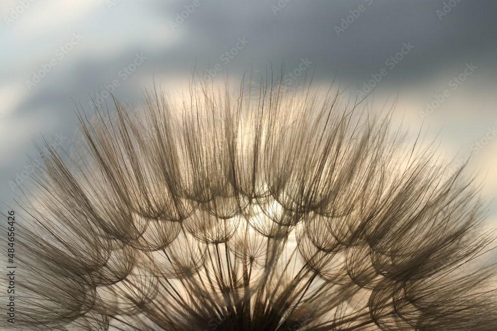 Obraz premium Fluffy Dandelion against sunset sun. The sun shines through of Dandelion. Summer or spring background. Desktop computer background. Fragility. Dandelion flower with seeds ball. Silhouette flower.
