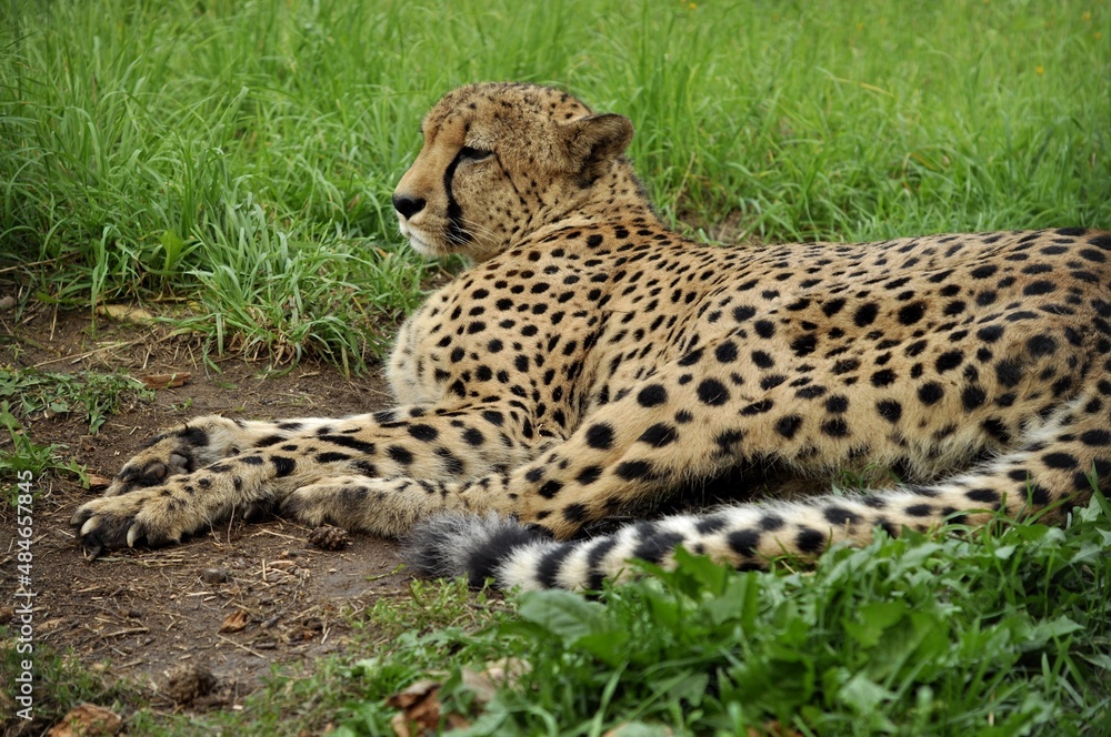 Animals - traditionally (since Aristotle) distinguished category of organisms, currently considered as a biological kingdom.