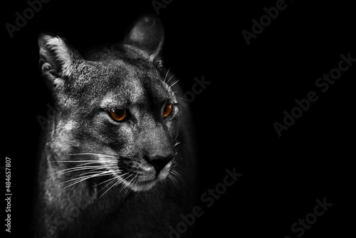 (Puma concolor) mountain lion portrait in black and white