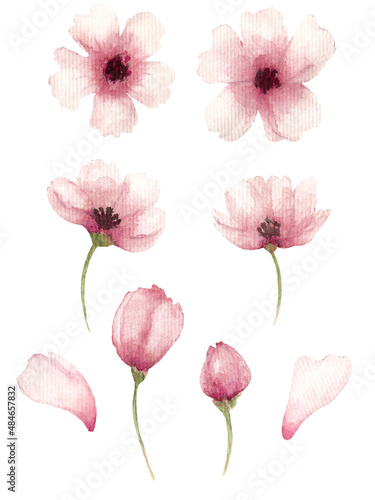 Watercolor collection with pink flowers  bud  petal isolated on white background. Elements for spring cards  poster etc.