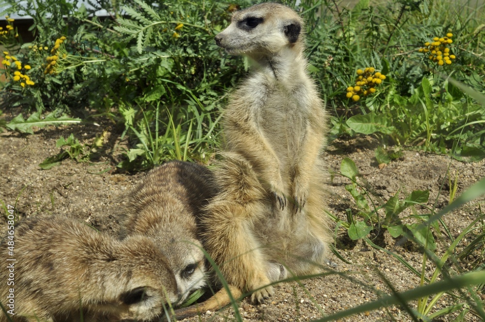 Fototapeta premium Animals - traditionally (since Aristotle) distinguished category of organisms, currently considered as a biological kingdom.