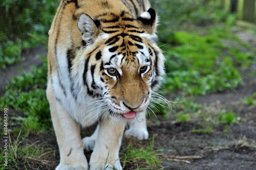 Animals - traditionally (since Aristotle) distinguished category of organisms, currently considered as a biological kingdom. Animals - traditionally (since Aristotle) distinguished category of organisms, currently considered as a biological kingdom.
