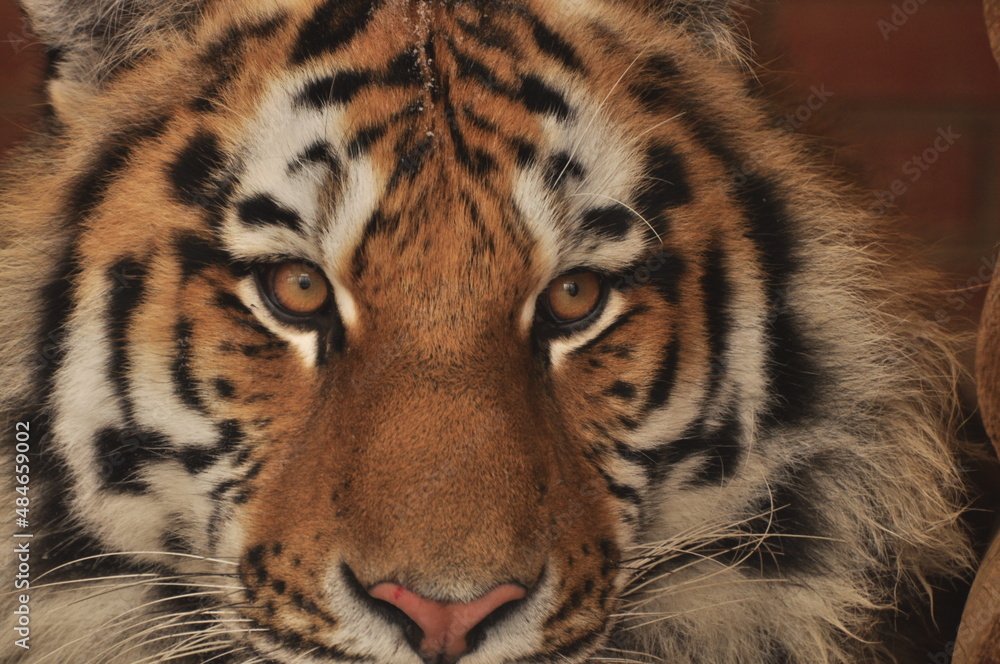 Obraz premium Animals - traditionally (since Aristotle) distinguished category of organisms, currently considered as a biological kingdom.