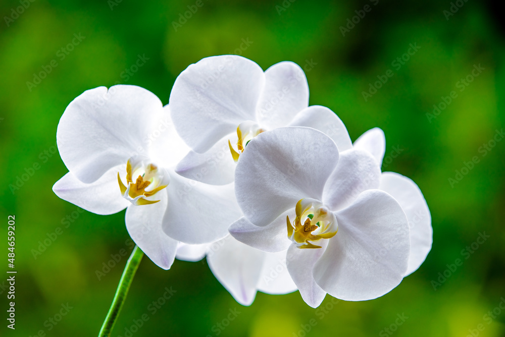 Obraz premium White Orchid branch on green natural background 