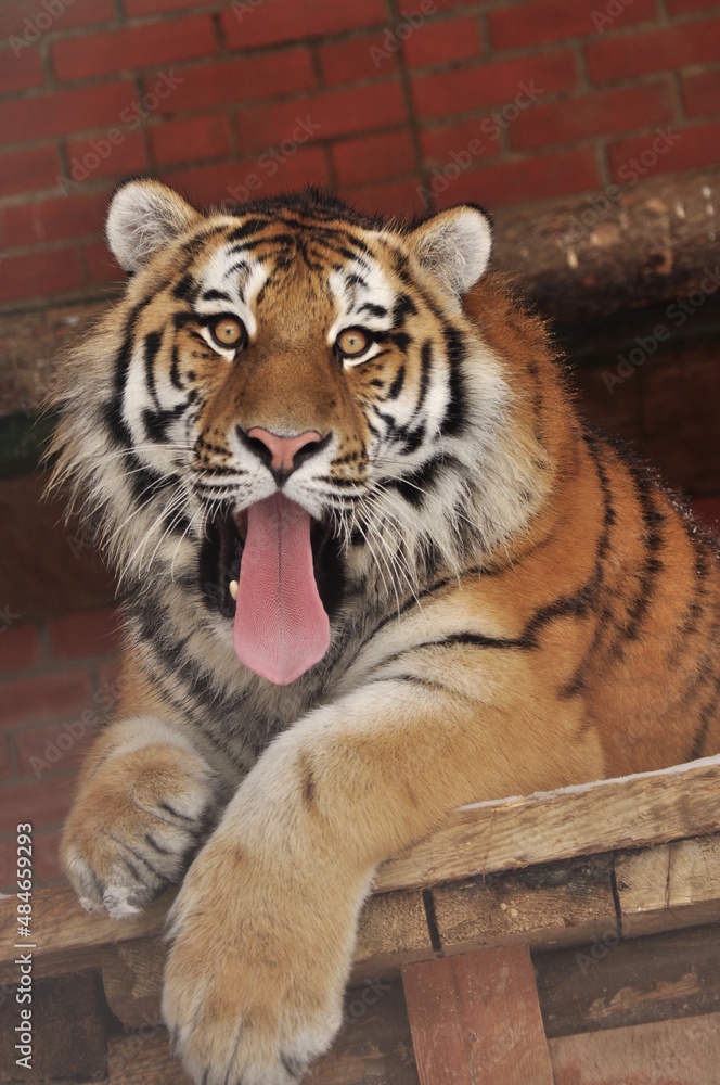 Animals - traditionally (since Aristotle) distinguished category of organisms, currently considered as a biological kingdom. Animals - traditionally (since Aristotle) distinguished category of organisms, currently considered as a biological kingdom.
