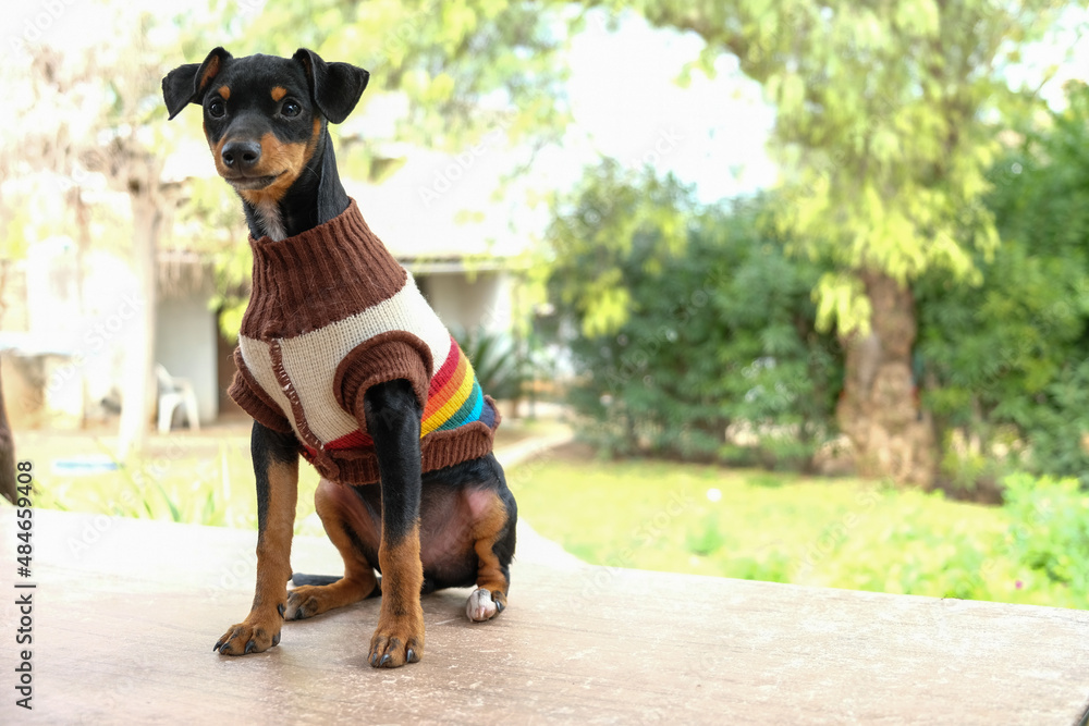 Baby dog Pincher is resting sunbathing wearing gay friendly clothes