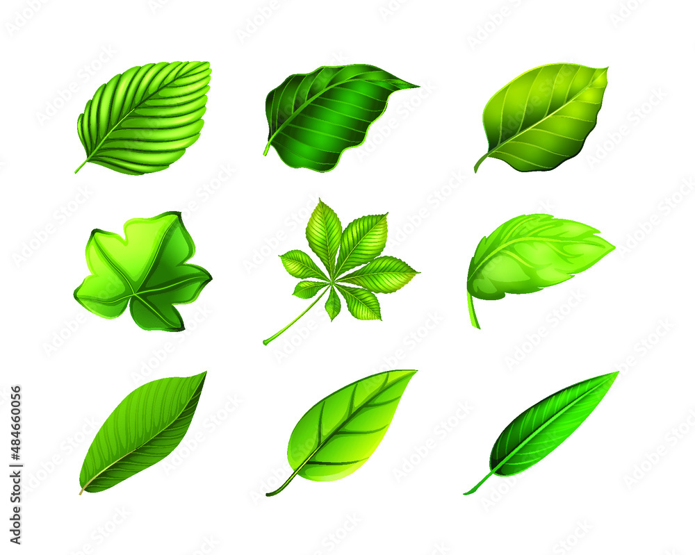 Set of Green leaf, ecology nature element vector icon, Leaf Icon, green leaf ecology nature elements vector Set of Green leaf, ecology nature element vector icon, Leaf Icon, green leaf ecology nature elements vector