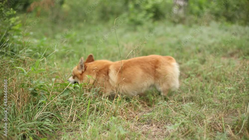 welsh corgi dog on a summer walk in the grass, stuck out his tongue because of the heat welsh corgi dog on a summer walk in the grass, stuck out his tongue because of the heat