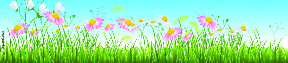 Vector summer nature background, daisy flowers field.
