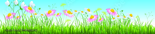 Vector summer nature background, daisy flowers field. 