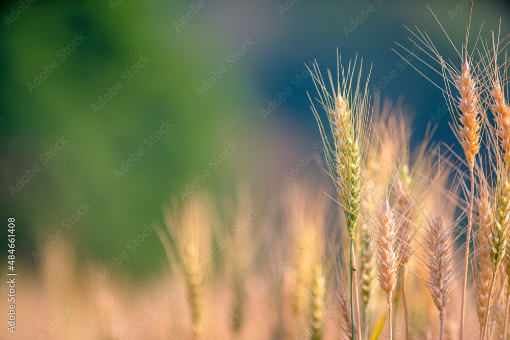 Barley field in golden glow of evening sun Barley field in golden glow of evening sun