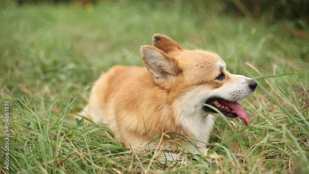 welsh corgi dog on a summer walk in the grass, stuck out his tongue because of the heat welsh corgi dog on a summer walk in the grass, stuck out his tongue because of the heat
