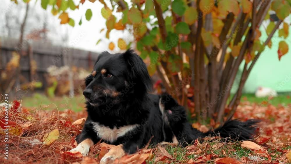 Cute black and white dog sitts on colored leaves in the yard during autumn Cute black and white dog sitts on colored leaves in the yard during autumn