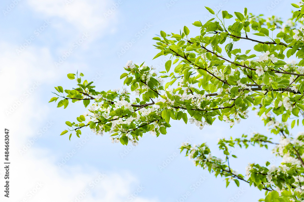 Pear blossom background. White pear flowers against a blue sky with clouds, selective soft focus. Abstract natural background, copy space. Template for postcards. Pear blossom background. White pear flowers against a blue sky with clouds, selective soft focus. Abstract natural background, copy space. Template for postcards.