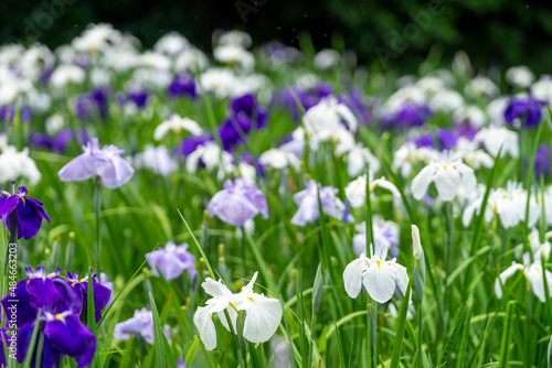 色とりどりの菖蒲や紫陽花が咲く卯辰山公園花菖蒲園