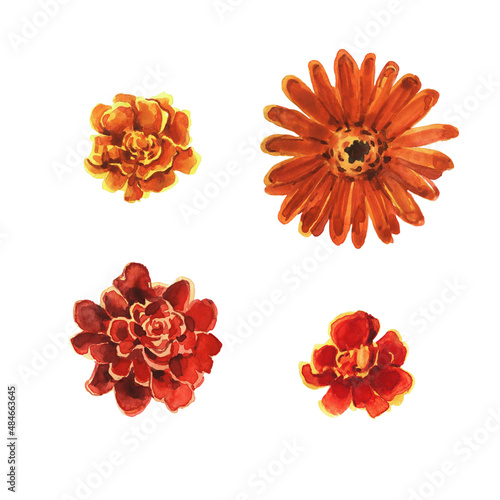 A set of orange marigold flowers. Decoration for greeting cards. Color illustration isolated on a white background in watercolor technique.