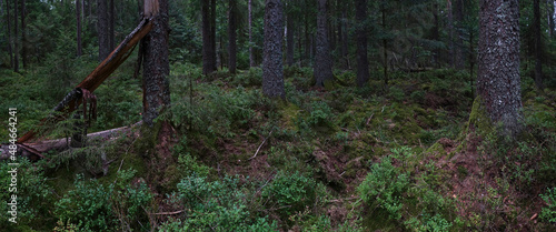 Bannnwald im Nationalpark Schwarzwald