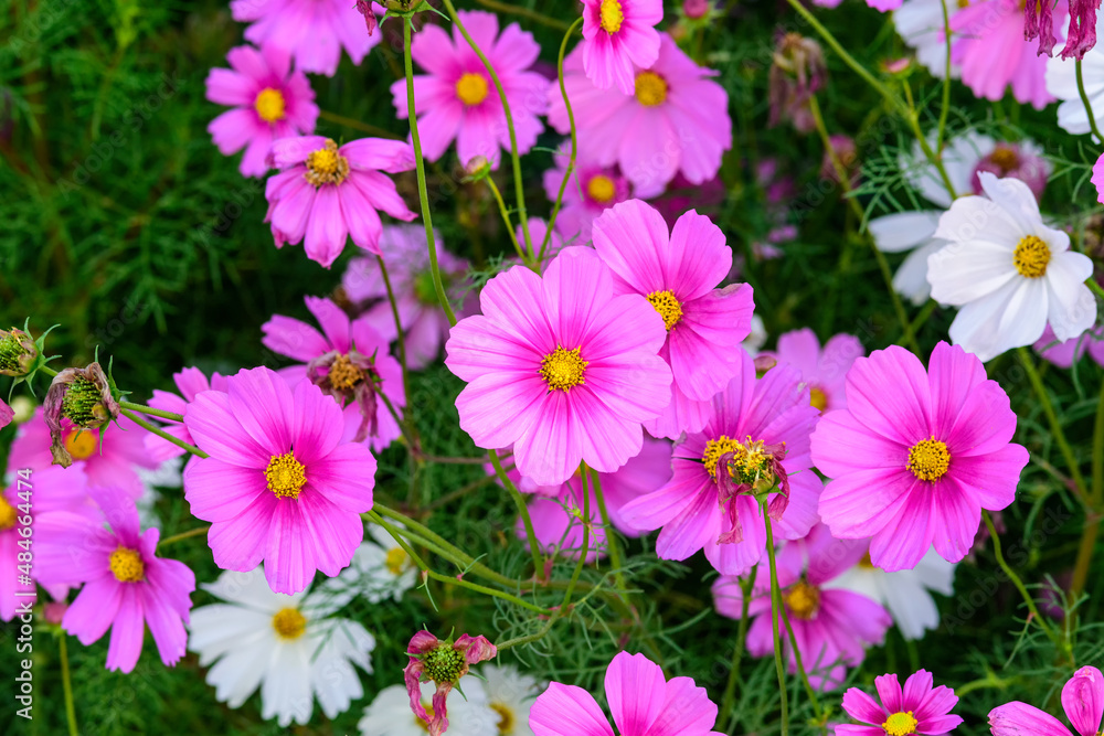 Cosmos flowers with the soft natural background Cosmos flowers with the soft natural background
