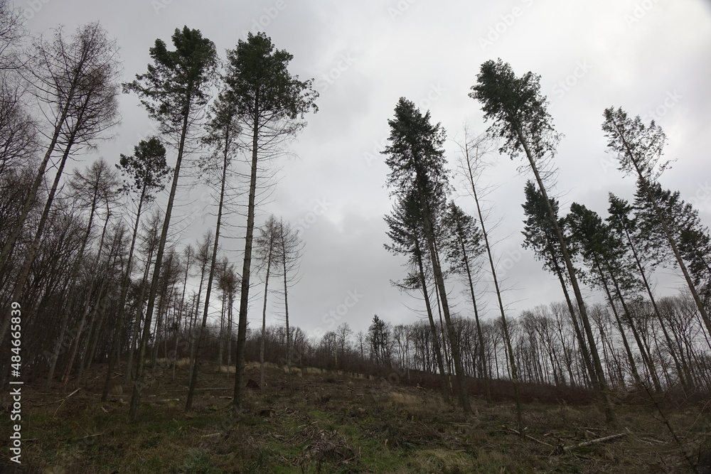 Clear-cut dead German mixed forest due to bark beetles and climate change on a winter day (horizontal), Bad Salzdetfurth, Lower Saxony, Germany