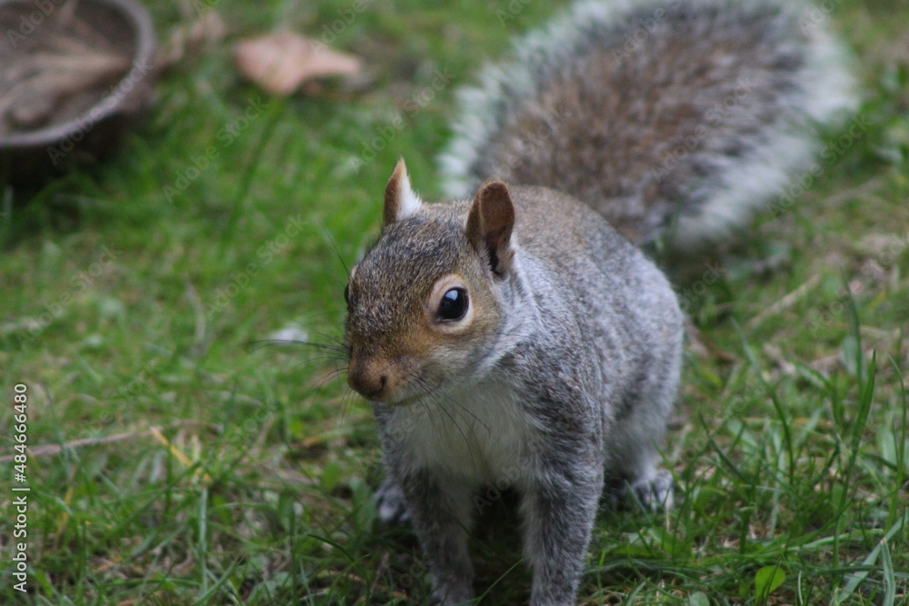 squirrel eating nut squirrel eating nut